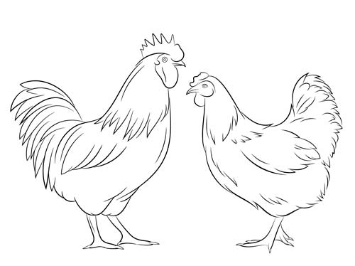 Gallo y gallina