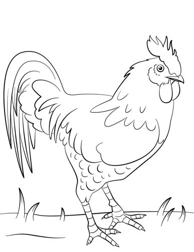 Gallo de corral