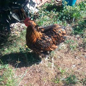 Crecimiento de una gallina orpington