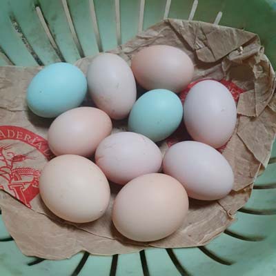 Nuestros primeros huevos